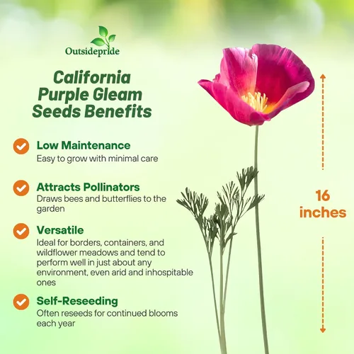 Miniatura 3 de Outsidepride Purple Gleam - Semillas de amapola California – 5000 unidades. Semillas anuales, tolerantes a la sequía y fáciles de cultivar