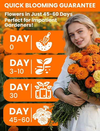 Miniatura 6 de Semillas de caléndula francesa – Heirloom Petite Tri-Color Mix – Flores vibrantes amarillas/naranjas – Más de 15000 semillas para plantar al aire