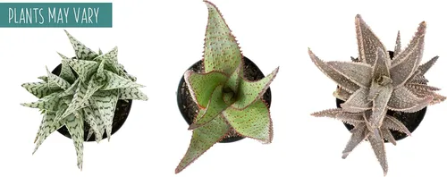 Miniatura 5 de Plantas suculentas de aloe vivo (paquete de 3), plantas suculentas viven en tierra para macetas, plantas suculentas en maceta, plantas vivas de Negro