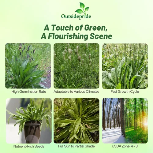 Miniatura 2 de Outsidepride Semillas de plátano inglés para plantar: 5,000 piezas de semillas de hierbas perennes, fáciles de cultivar para usos culinarios