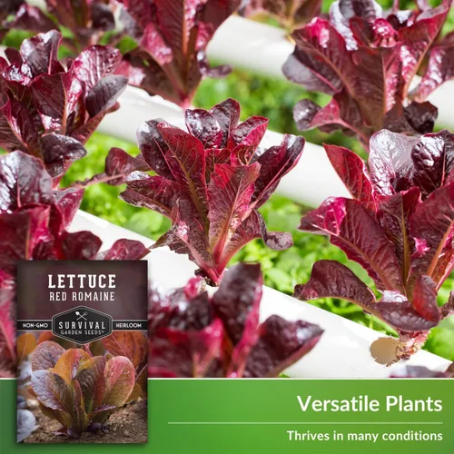 Miniatura 4 de Semilla de lechuga romana roja para plantar, 1 paquete con instrucciones para plantar y cultivar lechuga de hoja roja en tu huerto, variedad