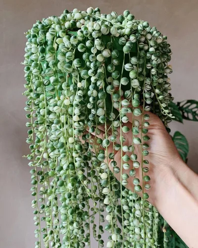 Cadena de perlas planta viva en maceta de 4 pulgadas, suculentas raras en cestas colgantes, planta suculenta trepadora para casa u oficina (Cadena