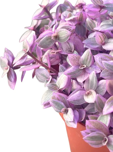 Miniatura 3 de Suculenta Viva de 4" Callisia Repens Pink Lady Turtle Vine, Plantas Suculentas Vivas Completamente Enraizadas Planta de Casa para Decoración