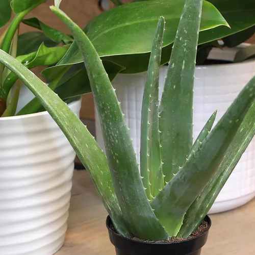 Miniatura 2 de Planta de aloe vera plantas suculentas vivas (paquete de 3), plantas suculentas vivas de aloe vera, planta de aloe vivo en maceta de aloe, plantas