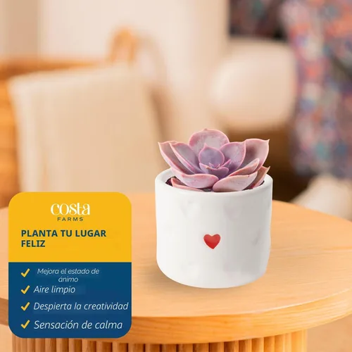 Miniatura 5 de Costa Farms Mini planta viva suculenta en maceta decorativa, fácil de mantener, planta de interior suculenta, perfecta para decoración del hogar