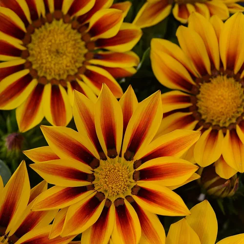 Miniatura 7 de Outsidepride New Day - Semillas de Gazania a rayas rojas para plantar, 25 piezas de semillas perennes, de bajo mantenimiento, tolerantes a la sequía