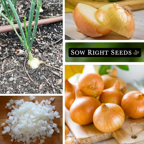 Miniatura 4 de Sow Right Seeds - Semillas de cebolla granada temprana de Texas para plantar - Paquete de reliquia sin OMG con instrucciones para plantar un huerto