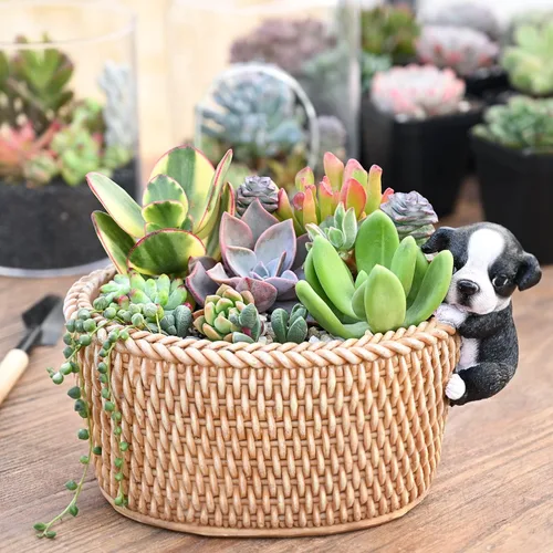 Miniatura 8 de Sprout N Green 10 esquejes variados de suculentas vivas, variedades raras, recortes de plantas, ideal para terrarios, mini jardines, proyectos