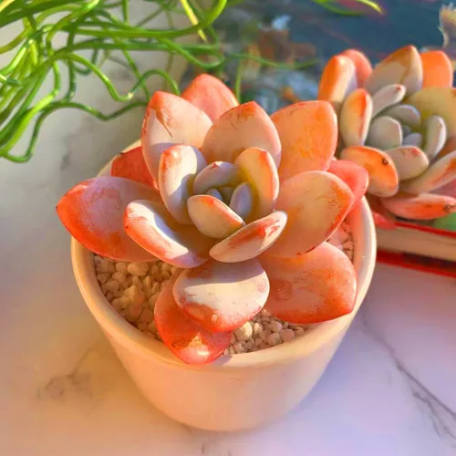 Miniatura 2 de Plantas suculentas vivas Echeveria Laui de 2.5 pulgadas, suculentas rojas raras con raíz desnuda sin tierra de maceta, plantas vivas para decoración