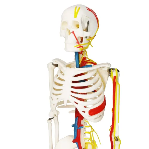 Miniatura 2 de EVOTECH SCIENTIFIC Mini modelo de esqueleto humano para anatomía, modelo de esqueleto humano de tamaño natural de 33.5 pulgadas, 1/2 con nervios