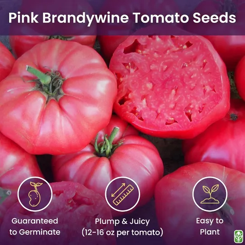 Miniatura 2 de Semillas de tomate brandywine rosa para plantar, reliquia, grande y jugosa, uno de los tomates más deliciosos para el cultivo casero, semillas