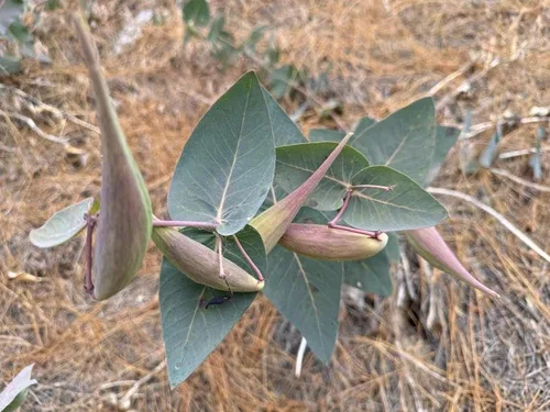 Miniatura 2 de Heartleaf Purple Milkweed Butterfly Asclepias cordifolia Semillas premium para plantar paquete Monarch