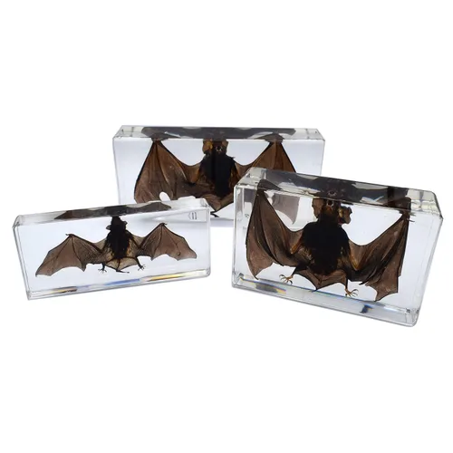 Miniatura 6 de Espécimen de murciélago real de taxidermia grande, espécimen de animales en resina para ciencias, aula, educación científica, grande