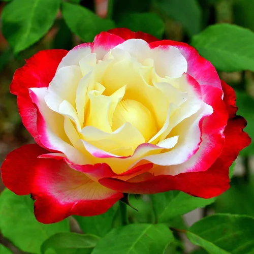 Rose Bush - Planta viva de rosas trepadoras, arbusto vivo a raíz desnuda con tierra de 7 a 10 pulgadas de alto, rosas fragantes arbustos de rosas