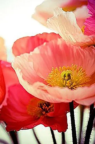 Miniatura 2 de 10,000 semillas de amapolas Double Shirley: semillas de amapola pastel