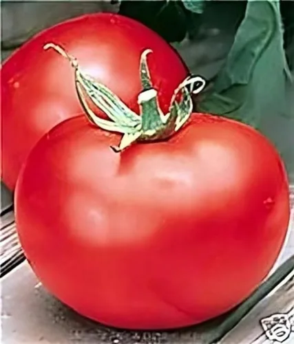 Miniatura 4 de Semillas de tomate Better Boy, 100 unidades ¡Cultiva el tomate clásico Better Boy en tu propio jardín! Estas plantas de tomate indeterminadas
