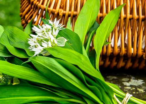 Miniatura 5 de Wild Garlic Ramsons Buckrams Wild Onion 40 semillas sin OMG para plantar