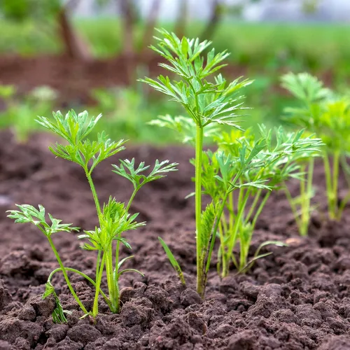 Miniatura 2 de Seed Needs, Tendersweet Semillas de zanahoria – 800 semillas de reliquia para plantar Daucus carota – Cultivadas en casa sin OMG y sin tratar
