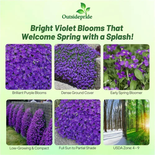 Miniatura 2 de Outsidepride Whitewell Gem Violet Aubrieta - 5000 semillas de flores perennes, fáciles de cultivar, bajo mantenimiento, cascada y bajo crecimiento