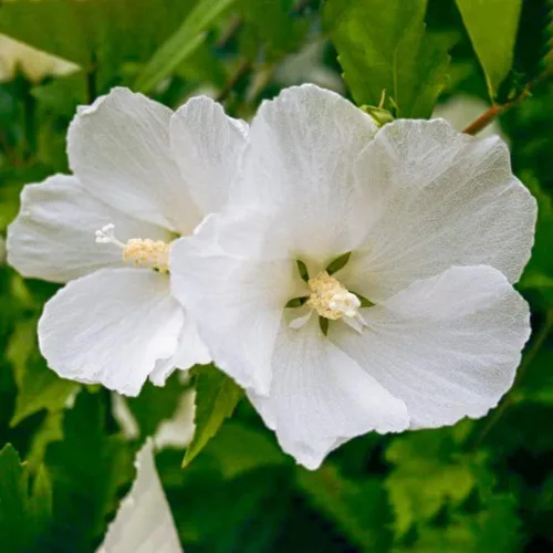 Miniatura 2 de 1 rosa blanca de Sharon plantas vivas para plantar, plantas de flores de hibisco Althea, plantas de hibisco siriaco viven en un recipiente de cuarto