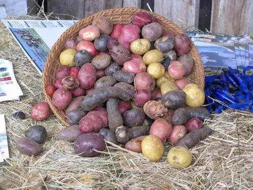 Mezcla de patatas con semillas certificadas, 5 libras de papas enteras sin OMG, Red Pontiac Golden Yukons Purple Majesty, cultivado en Estados Unidos
