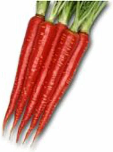Semillas de zanahorias rojas de Kyoto (más de 20 semillas) | Sin OMG | Semillas de flores de hierbas y frutas vegetales para plantar | Paquete de