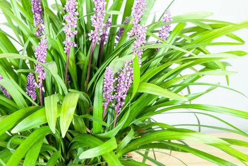 Miniatura 6 de Royal Purple LIRIOPE - Tamaño: 1 galón, planta viva, incluye fertilizante de mezcla especial y guía de plantación