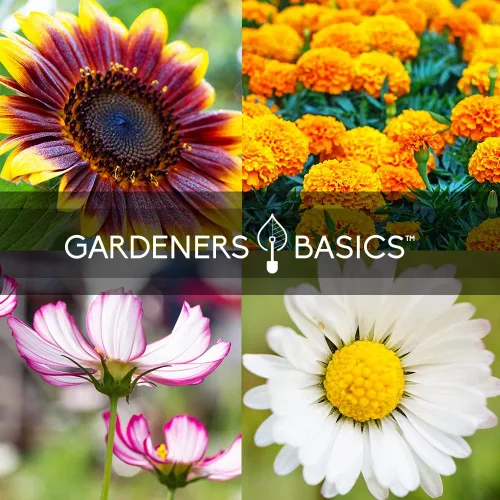 Miniatura 5 de Gardeners Basics, Semillas de jardín de flores para plantar al aire libre semillas de flores (paquete de 5 variedades) margarita, caléndula, cosmos