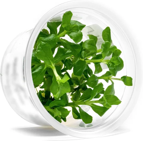 Miniatura 37 de Planta viva SubstrateSource - Hierba enana Eleocharis Belem cultivada en tejidos acuáticos para acuario - 100% libre de caracoles en copa in vitro