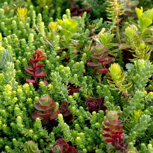 Miniatura 4 de Tapete Sedum de 10 pulgadas x 20 pulgadas, cultivo de piedra resistente no tóxico para paisajismo, suculentas vivas, plantas aptas para mascotas
