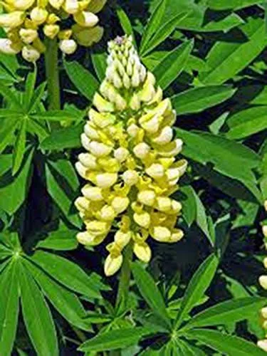 Flor silvestre perenne de altramuz amarillo dorado, 500 semillas, hermosas flores amarillas, semillas de reliquia, flores silvestres fáciles de