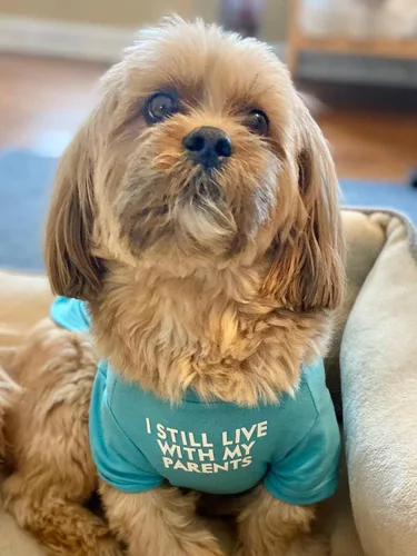 Miniatura 5 de Linda ropa para perros, camiseta para perros medianos y pequeños, hembra y macho, cachorro. Disfraz suave y transpirable para mascotas, perros
