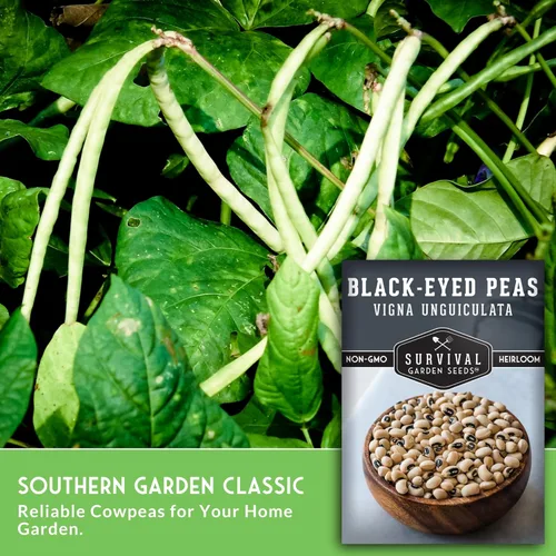 Miniatura 5 de Survival Garden Seeds Paquete de 2 semillas de guisantes de ojos negros para plantar, 2 paquetes de semillas con instrucciones para cultivar