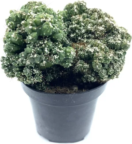 Miniatura 14 de Cactus de lirio de Pascua de 8 pulgadas, Echinopsis Subdenudata, totalmente enraizado, resistente y tolerante a la sequía, fácil de cultivar
