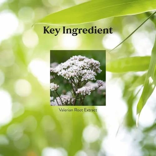 Miniatura 3 de Nature's Sunshine Extracto de raíz de valeriana liberación temporal, 60 cápsulas Suplemento de hierbas promueve la relajación, apoya el sueño