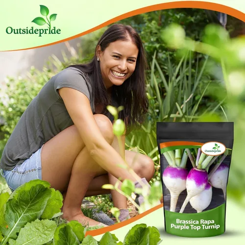 Miniatura 7 de Outsidepride Purple Top Semillas de nabo – 5 libras de alto rendimiento, semillas de nabo con alto contenido de proteínas, cultivo de cobertura