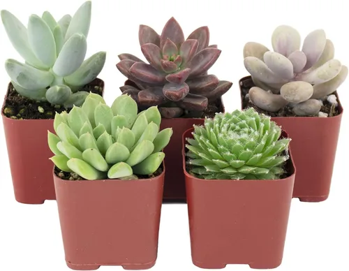 Shop Succulents Rosette Succulent Plant Pack Collection - Plantas suculentas vivas en miniatura, bajo mantenimiento, mezcla de colores y texturas