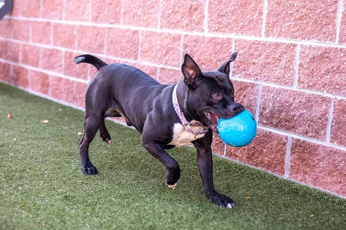 Miniatura 2 de Juguete para perros Jolly Pets gran pelota de fútbol flotante y rebotante, 8 pulgadas de diámetro, azul océano