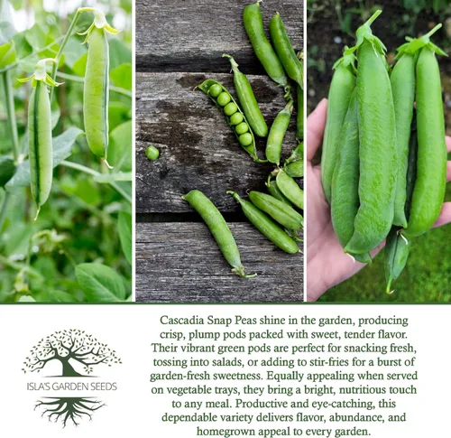 Miniatura 6 de Cultiva crujientes y dulces guisantes cascadia: más de 50 semillas de reliquia sin OMG de Isla's Garden Seeds, cápsulas tiernas para aperitivos