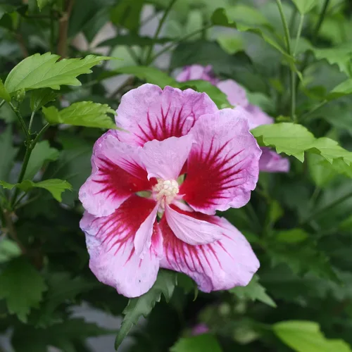 Miniatura 2 de s 2 Gal. Rosa de pilar púrpura de Sharon (Hibisco) Arbusto