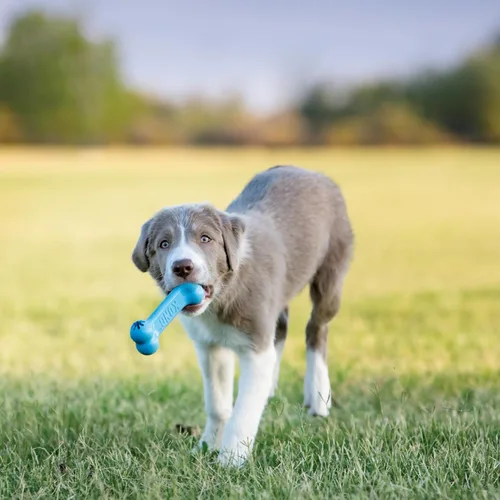 Miniatura 5 de KONG Puppy Goodie Bone - Juguete rellenable para cachorros pequeños - Masticable de goma natural para cachorros - Juguete para dentición - para Hueso