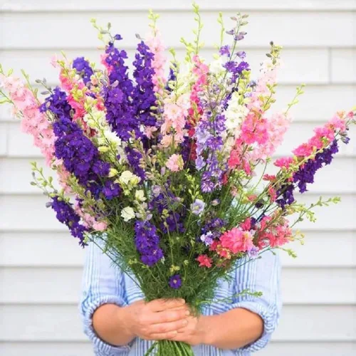 Miniatura 2 de Larkspur, 100 semillas imperiales gigantes recién cosechadas, una gran flor cortada
