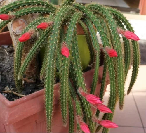 Aporocactus Flagelliformis - Aporocactus Flagelliformis de 4 pulgadas con cola de rata rara planta viva, fácil de cultivar en interiores y RatTail