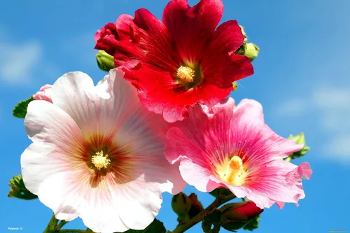 Miniatura 4 de Semillas Mezcla de Semillas de Malvarrosa Malva 30+ Semillas para Plantar Flores Perennes Vistosas Mezcla Multicolor