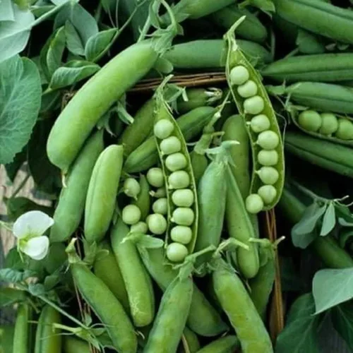 60 semillas de guisantes heladas tempranas para plantar reliquias sin OMG, más de 0.49 oz de guisantes ingleses para jardín, vegetales,