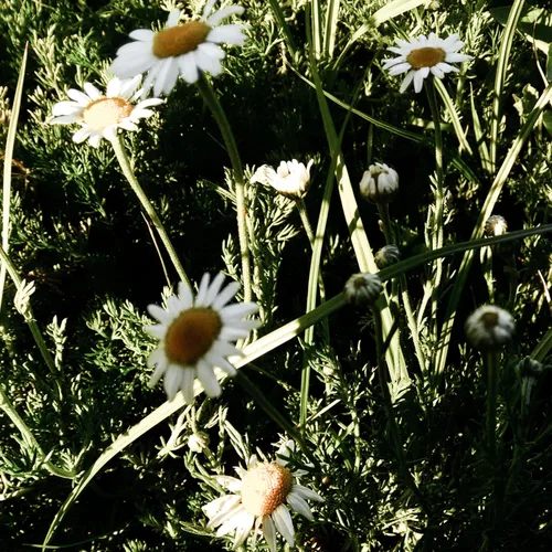 Miniatura 7 de Plant Good Seed Semillas de manzanilla romana para plantar: hierba de té perenne, flores blancas y amarillas densas - Paquete de 1,000 semillas