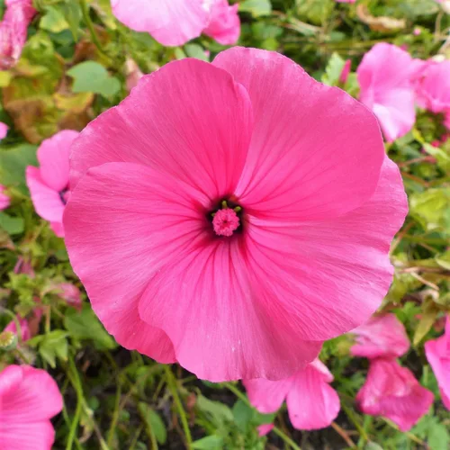 Miniatura 2 de TomorrowSeeds - Semillas de malva rosa rosa - Más de 1800 unidades - para plantar 2026 Malva Trimestris Anual Hibisco Árbol Común Malva Malva Malva