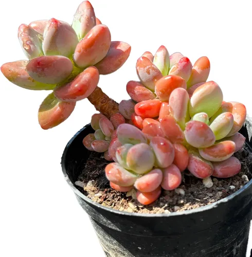 Miniatura 9 de Dudleya Gnoma S.W.McCabe - Plantas suculentas vivas raras, 8-14 cabezas tamaño maceta de 5 a 6 pulgadas, planta viva rosa, excluye tierra de maceta