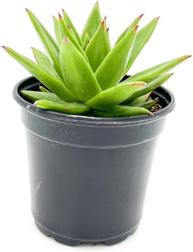 ragnaroc Plantas suculentas vivas – Echeveria Agaviodes Ebony, enraizadas en maceta de 4 pulgadas – 1 unidad – Llegada viva garantizada – Plantas de