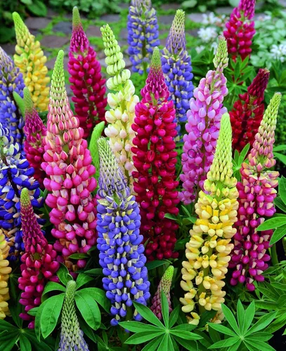 Miniatura 7 de Semillas de altramuz alto multicolor mezcla de más de 50 semillas para cultivar plantas perennes en las zonas 4-8 para plantar en primavera u otoño